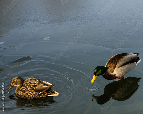 Duck waiting on the ice for spring to come photo