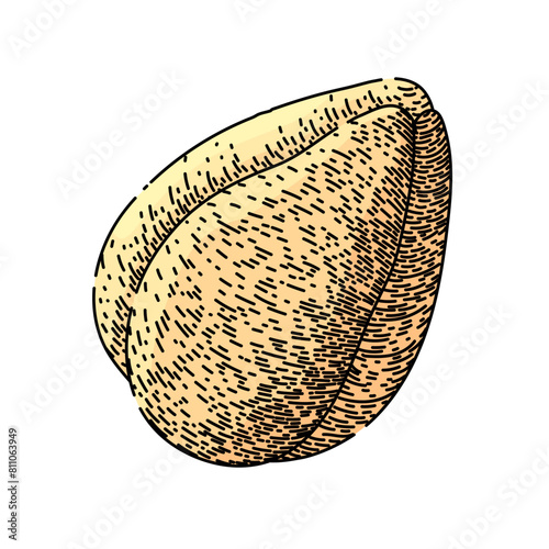 zalacca salak fuit hand drawn. snake salacca, fresh skin, top sala zalacca salak fuit vector sketch. isolated color illustration