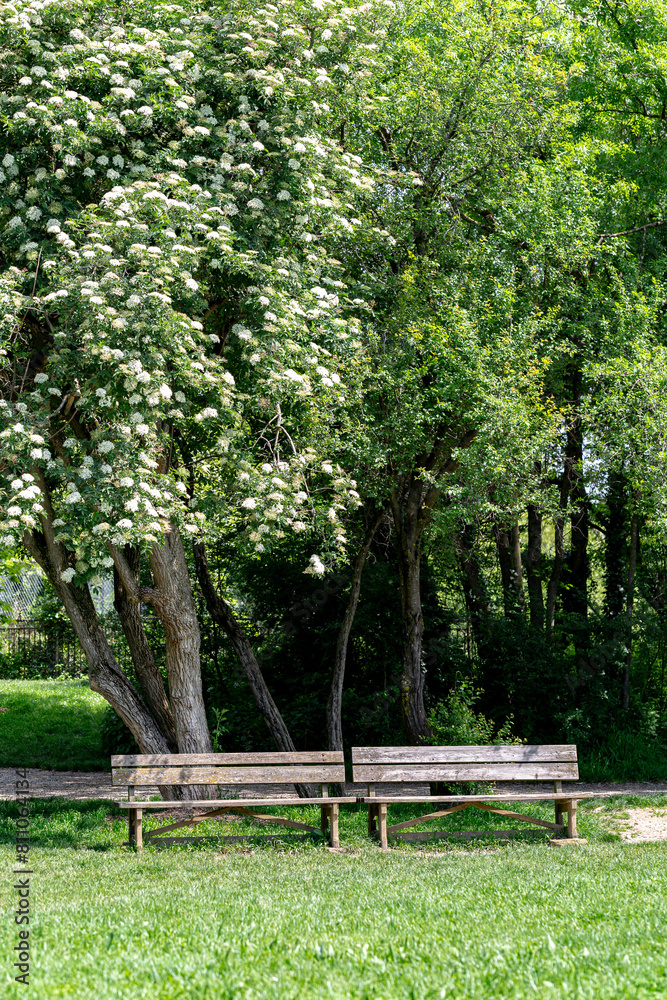Two wooden benches under a flowering tree, in a park. Two old wooden benches in the woods. The scene is peaceful and serene, with the benches providing a place for people to sit and enjoy the view