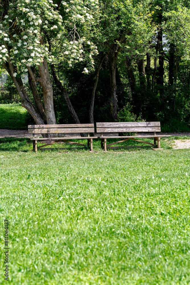 Two wooden benches under a flowering tree, in a park. Two old wooden benches in the woods. Two wooden benches under a flowering tree, in a park. Two old wooden benches in the woods.