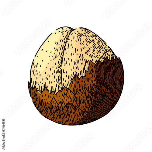 fresh salak fuit hand drawn. skin top, sala tropical, exotic food fresh salak fuit vector sketch. isolated color illustration
