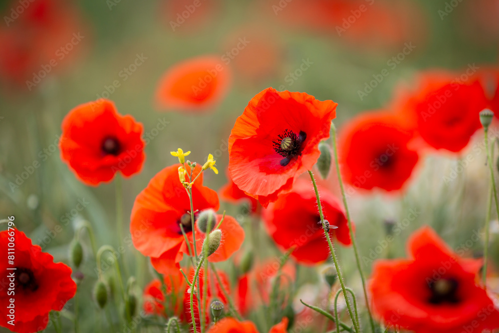A close up of vibrant poppies blooming in the summer sunshine, with a shallow depth of field A close up of vibrant poppies blooming in the summer sunshine, with a shallow depth of field
