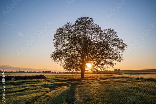 walnut tree at sunrise