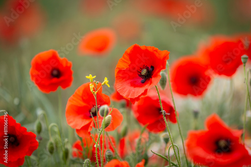 A close up of vibrant poppies blooming in the summer sunshine  with a shallow depth of field