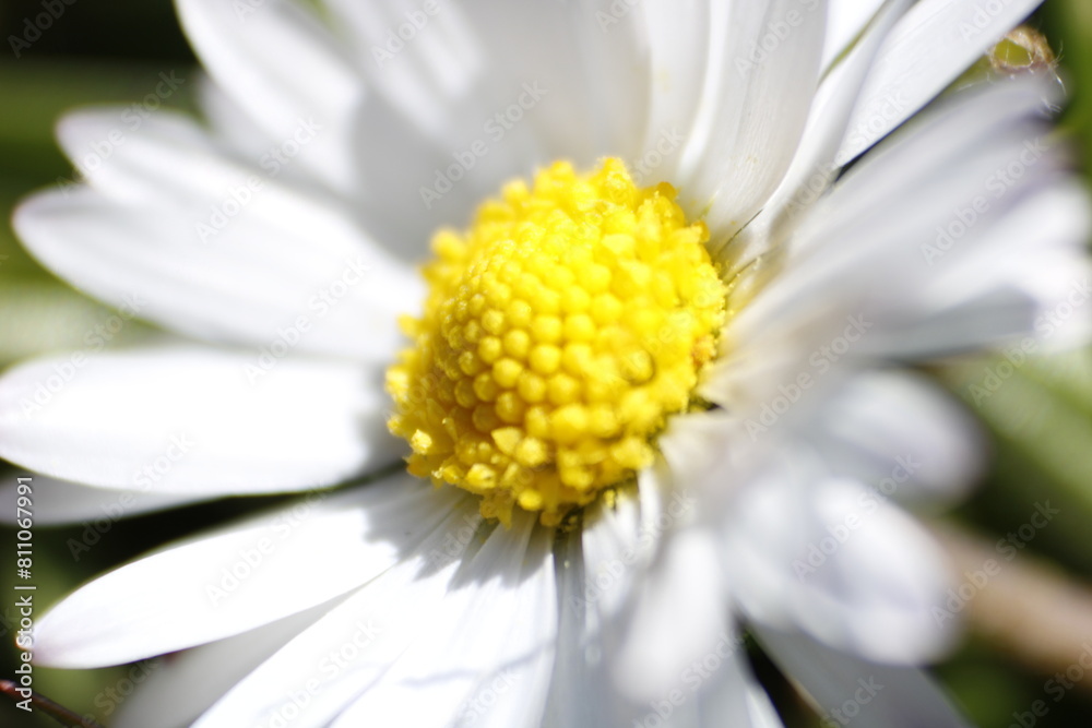 Obraz premium white daisy flower