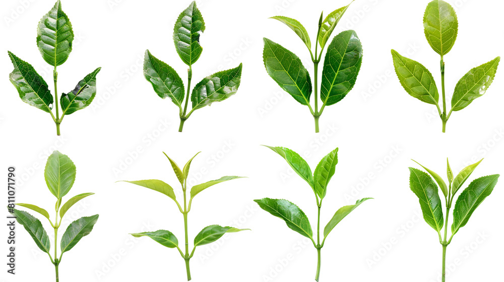 Fresh Green Tea Leaf with Transparent Background - Organic Herbal Beverage Concept for Healthy Lifestyle, Wellness, and Relaxation, Ideal for Detox and Asian Cuisine Illustrations Fresh Green Tea Leaf with Transparent Background - Organic Herbal Beverage Concept for Healthy Lifestyle, Wellness, and Relaxation, Ideal for Detox and Asian Cuisine Illustrations