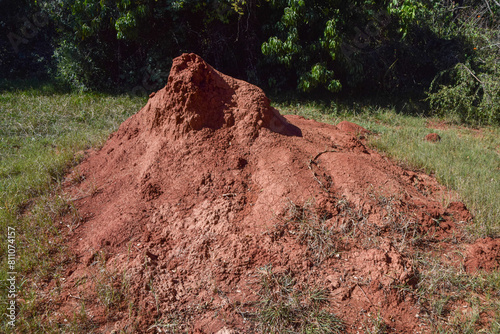 A large termite mound in a nature reserve in Zimbabwe