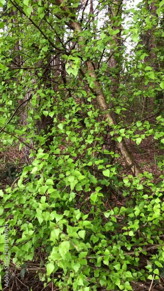Trees with green lush foliage and leaves in a forest, tree trunks and branches, natural wilderness, vertical video
