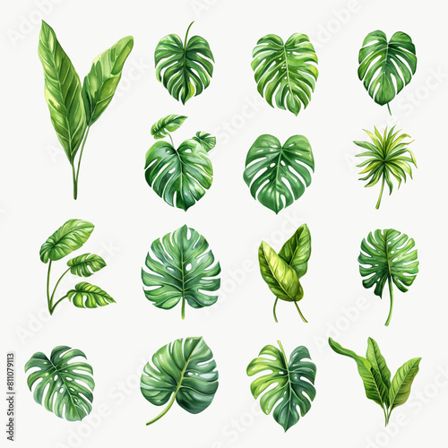 Set of Tropical Green Monstera Leaves Watercolor