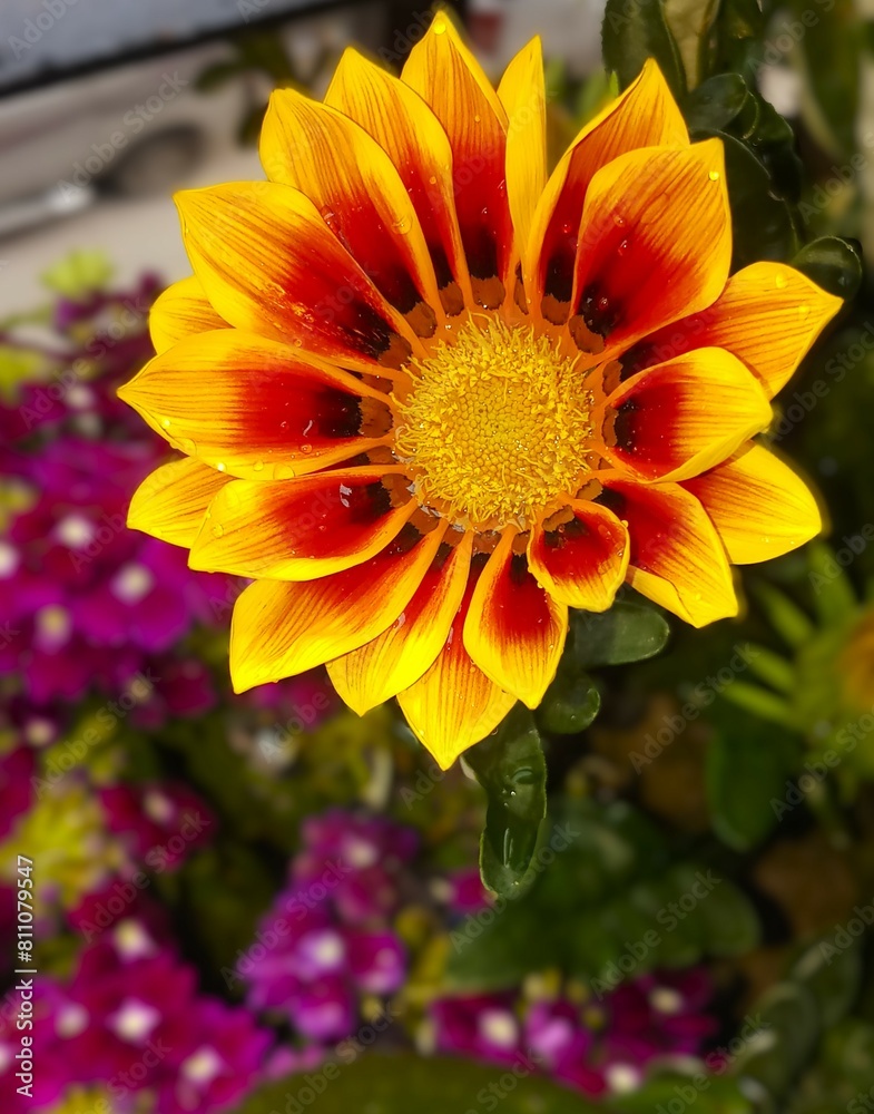 A Gazania Rigens Flower ,Gazania, Treasure Flower, African Daisy, Blossom Flowers A Gazania Rigens Flower ,Gazania, Treasure Flower, African Daisy, Blossom Flowers