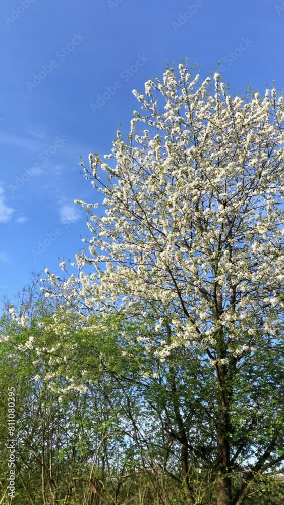 Blossoming tree with white flowers and petals in spring, idyllic seasonal springtime landscape, vertical video Blossoming tree with white flowers and petals in spring, idyllic seasonal springtime landscape, vertical video