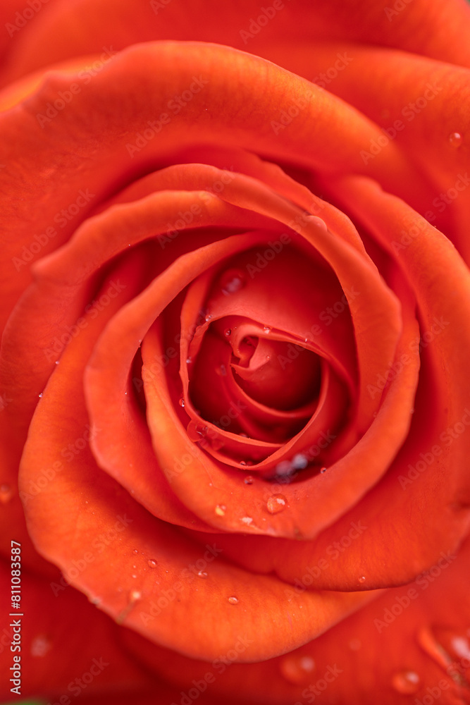 vertical photo of a red rose in close-up, drops of water on the petals vertical photo of a red rose in close-up, drops of water on the petals