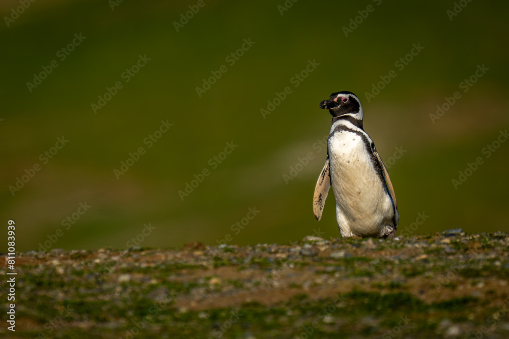 Obraz premium Magellanic penguin waddles over brow of hill