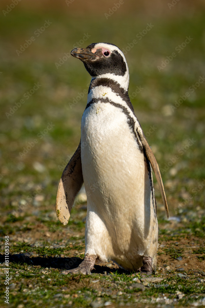 Fototapeta premium Magellanic penguin with catchlight crosses grassy slope