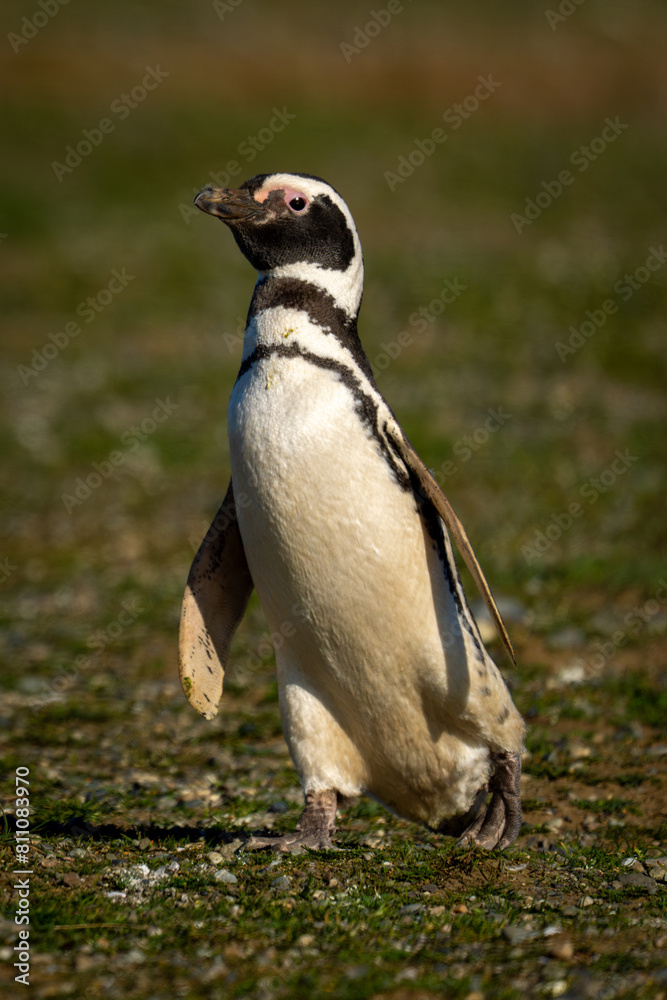 Obraz premium Magellanic penguin with catchlight waddles down slope