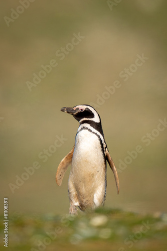 Magellanic penguin turns head on grassy slope