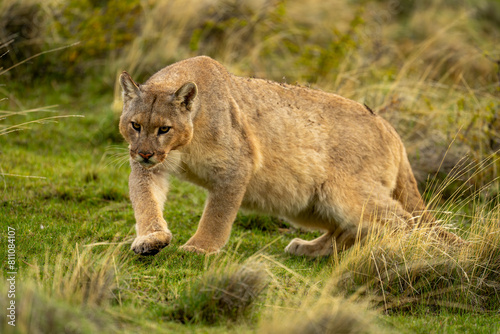 Puma gets up from grass lifting foot