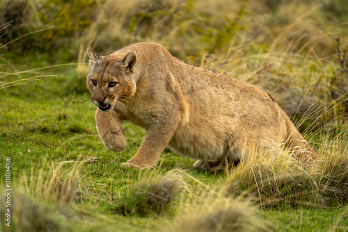 Puma gets up from grass lifting paw