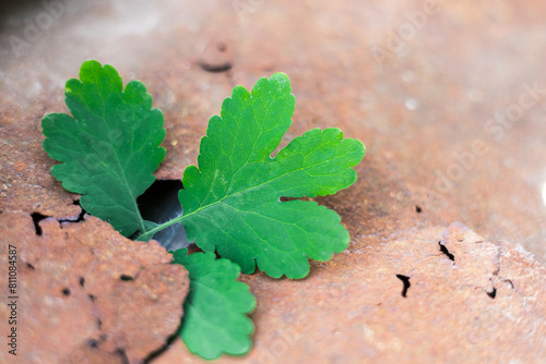 A green leaf breaks through a rusty sheet of iron