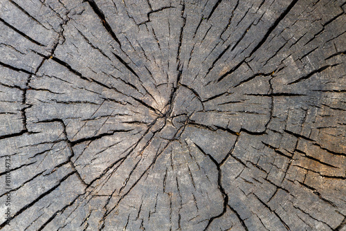 cross-section of wood, gray wood texture with cracks and circles