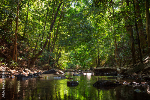 Small stream in a lush and verdant rainforest along the nature trail at the Khlong Chak in Koh Lanta, Thailand, on a sunny day.