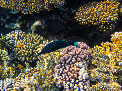 Colorful inhabitants of the coral reef of the Red Sea. Undersea world. Sea fish.