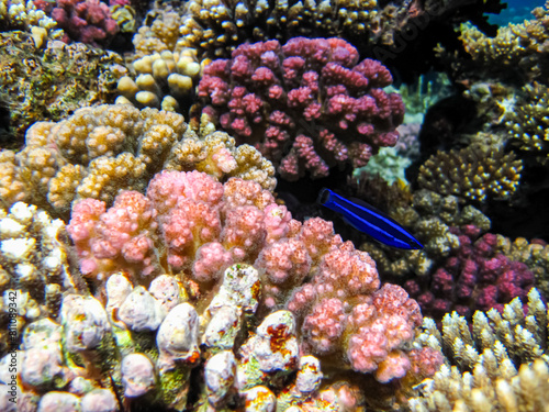 Colorful inhabitants of the coral reef of the Red Sea. Undersea world. Sea fish.