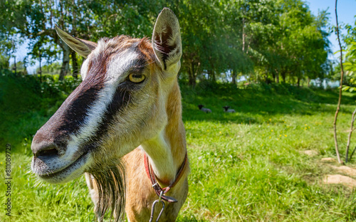 A funny friendly goat on the grassland background by sunny day | Zabawna przyjacielska koza na tle pastwiska w słoneczny dzień  #811089729