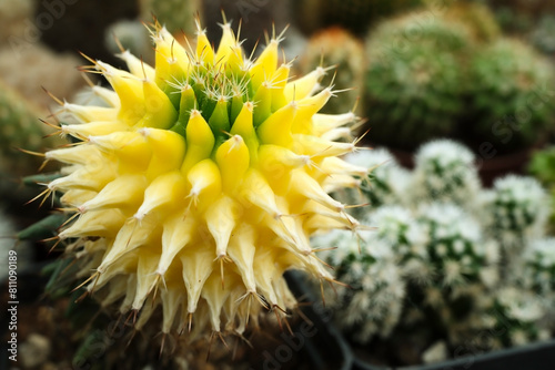 Unique macro shoot yellow cactus looks like a flower