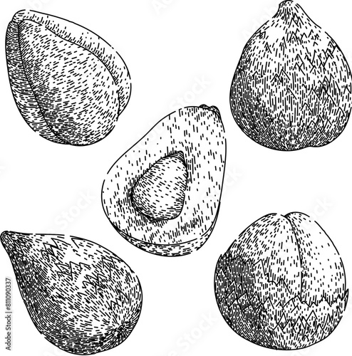 salak fuit set hand drawn. salacca fresh, skin top, sala tropical salak fuit vector sketch. isolated black illustration