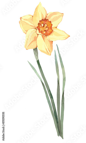 Yellow spring daffodil. Watercolor illustration, postcard.