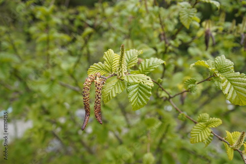 Betula medvedev, called Transcaucasian birch, Caucasian birch or Medvedev birch, is a species of birch which is native to Turkey, Georgia, and Iran. Botanical Garden Munich, Germany. photo