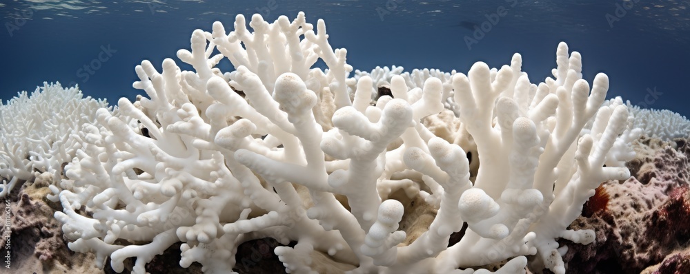 Detailed image of stark white bleached coral in the Maldives, a sad reminder of the impacts of climate change on marine ecosystems Detailed image of stark white bleached coral in the Maldives, a sad reminder of the impacts of climate change on marine ecosystems