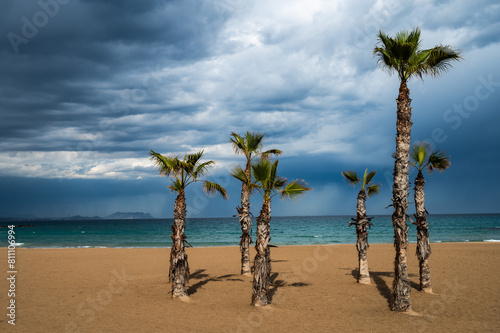 Palm trees in Campello beach Alicante, Spain, during a cloudy stormy Spring day photo