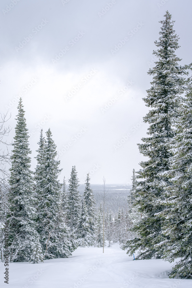 Snow-Covered Forest Lapland Snow-Covered Forest Lapland