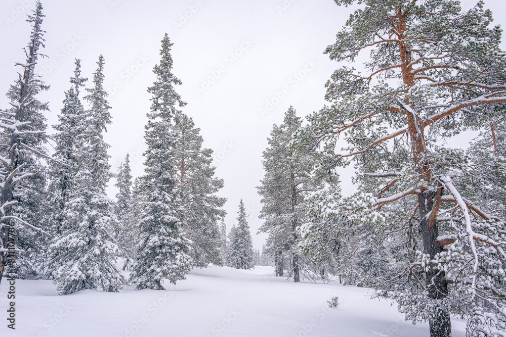 Fototapeta premium Snow-Covered Forest Lapland