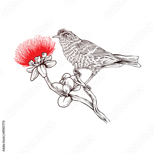 hand drawn lehua bird and flower sketch in engraving style Vector Illustration