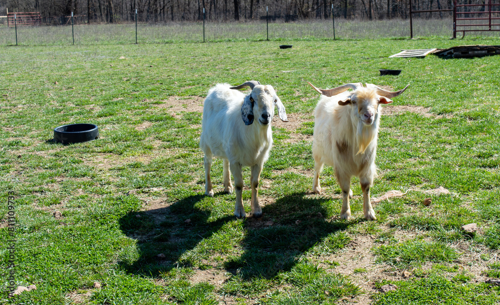 Fototapeta premium Two boy goats in Missouri