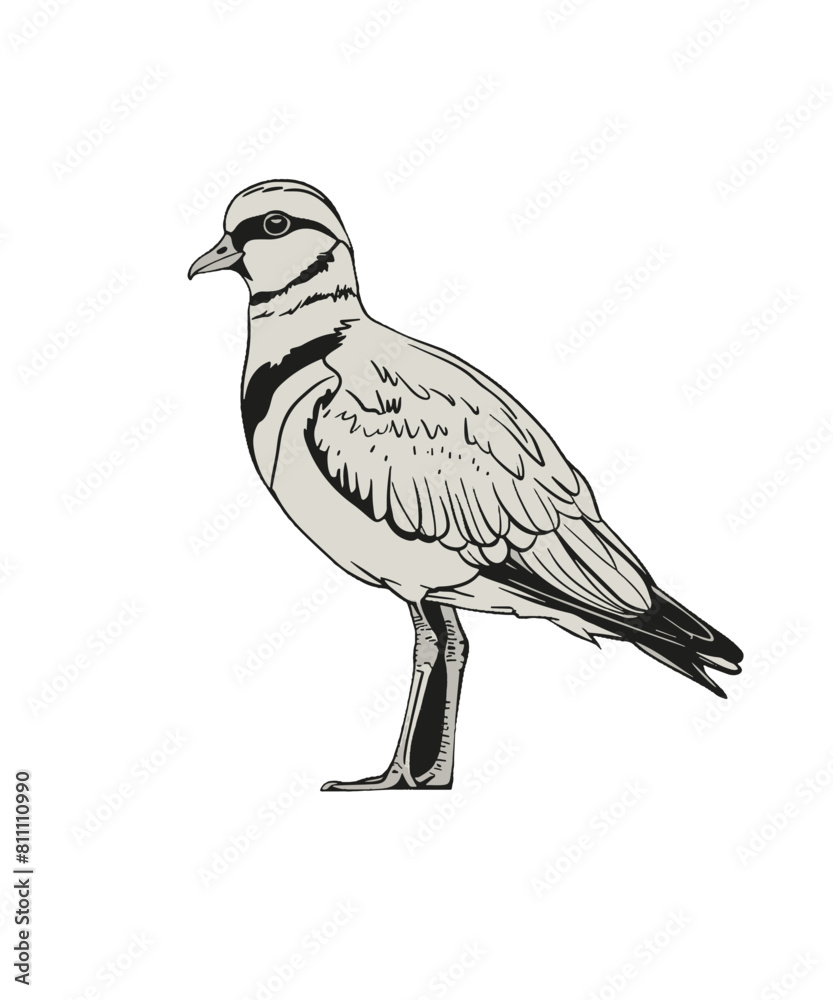 Fototapeta premium Lapwing