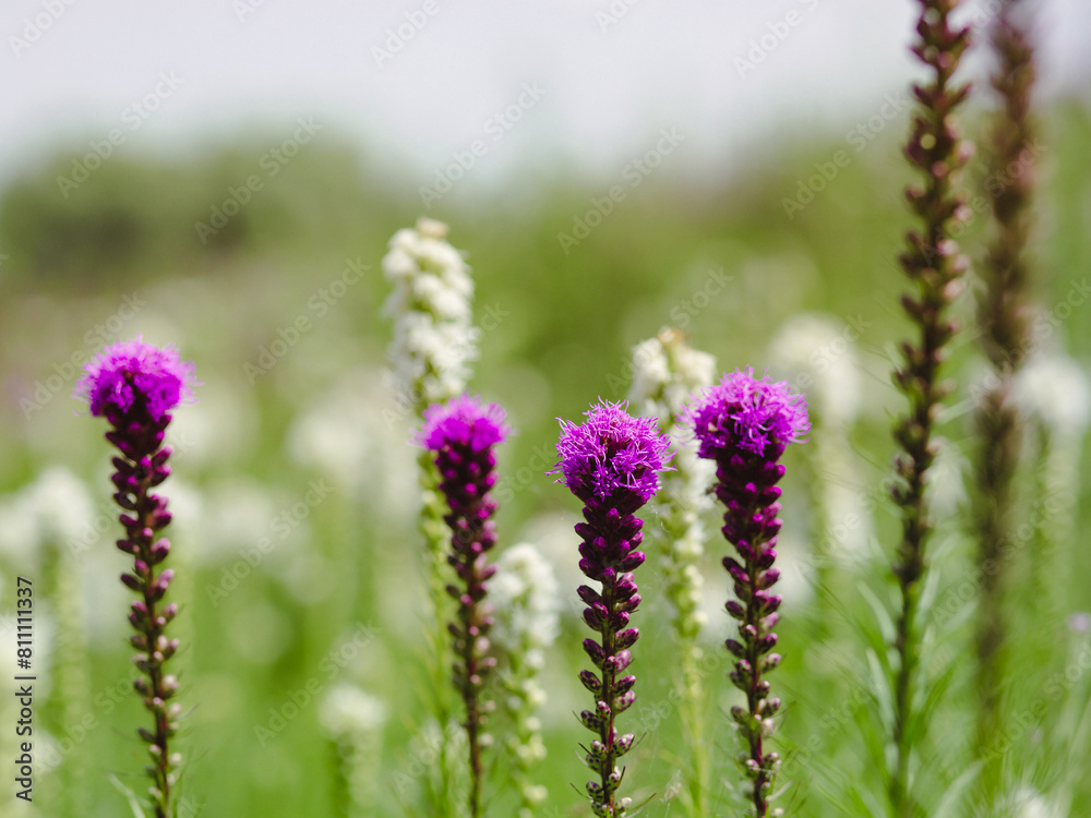 Various purple and white wildflowers in lush meadow. Nature and diversity concept for design Various purple and white wildflowers in lush meadow. Nature and diversity concept for design