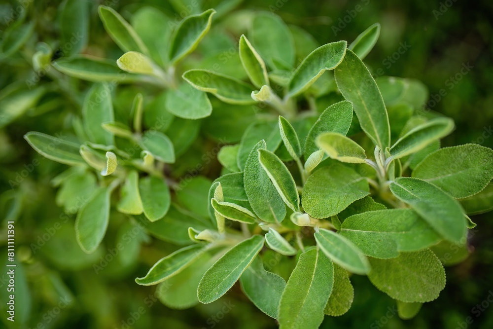 Sage Leaves in Nature Sage Leaves in Nature