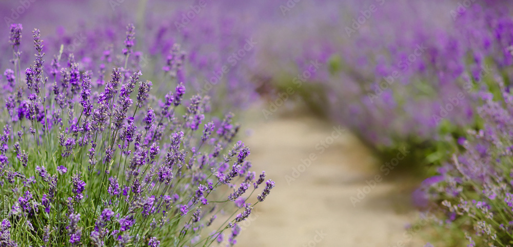 Obraz premium Scenic view blooming lavender field, showcasing rows of purple flowers, travel and nature concept