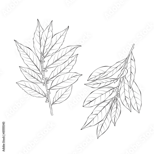 Bay leaves Laurels Vegetable Outline Hand draw Vector Illustration on white backgroung