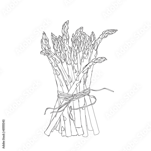 Aspargus Vegetable Outline Hand draw Vector Illustration on white backgroung