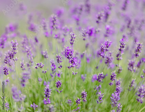 Scenic view blooming lavender field  showcasing rows of purple flowers  travel and nature concept