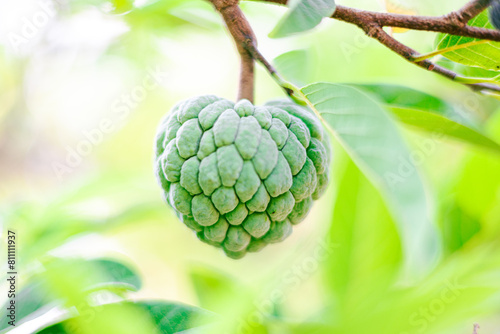 fresh green fruit of Annona squamosa, Sugar-apple, sweetsop, or custard apple,  fruit on the tree in Myanmar village. with a blurred background. photo