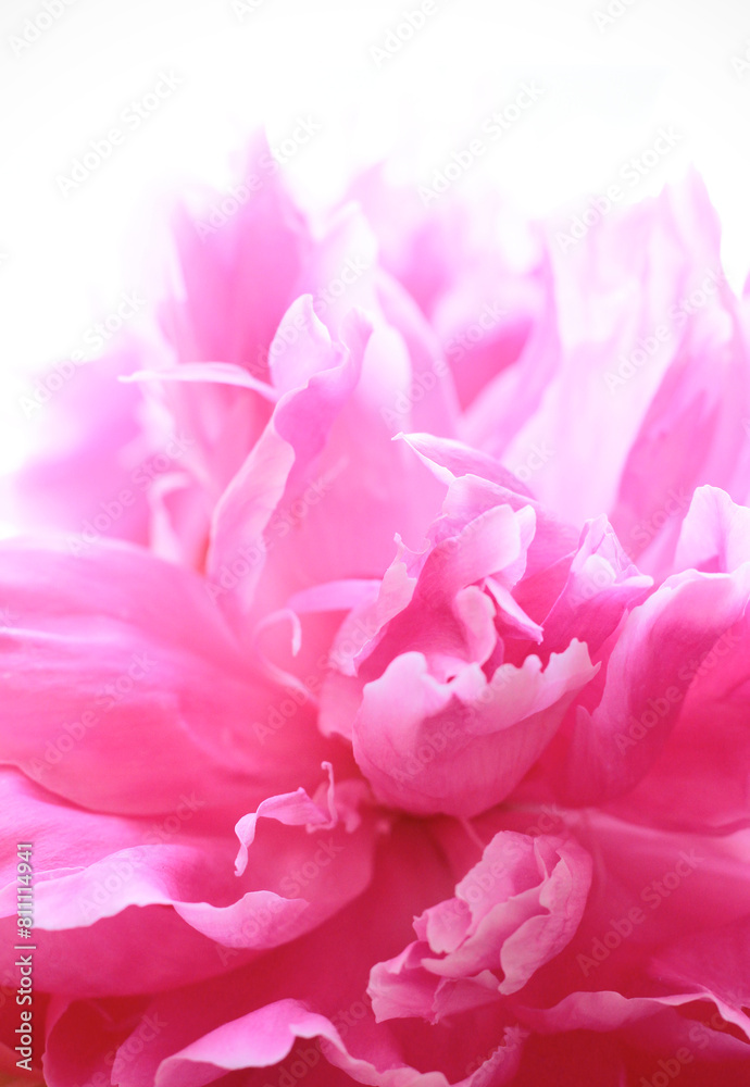 Close-up of blooming pink peony flower on white background. Macro image of flower petals, shallow depth of field. Abstract summer nature background, selective focus, color gradient, copy space.