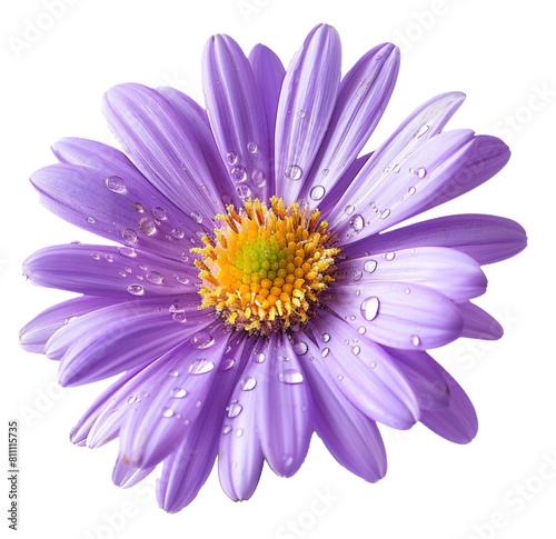 Purple Aster Flower Cut out with Water droplets