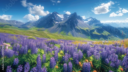 Spectacular View of Blooming Lupine Flowers Against the Dramatic Stokksnes Mountain Range
