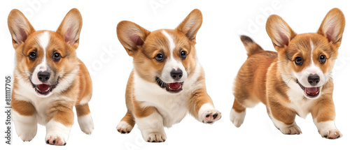 Collection of corgis dog cut out transparent isolated on white background ,PNG file ,artwork graphic design.